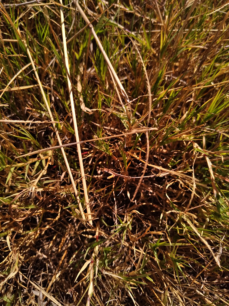 Photograph of Circular Grass Field